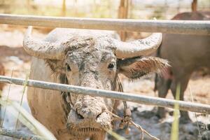 Thai Asian buffalo smile happy enjoy with dirty mud for cool chill in summer season photo