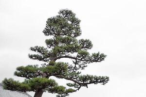 Japanese style pine tree large old beautiful artistic plant visible in traditional japan art drawing and painting photo