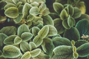 small green plant closeup macro beautiful detail of leaves texture pattern for natural background photo