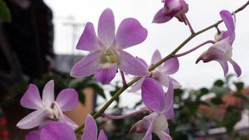 Close up view of purple flowers photo