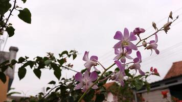 Close up view of purple flowers photo