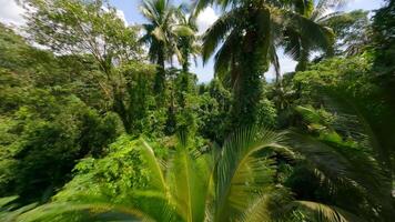 filmiska fpv flyg bland handflatan träd på tropisk ö på solig dag, thailand video