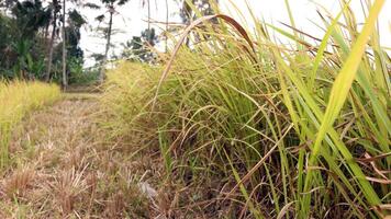 Napier bush grass green and yellow photo