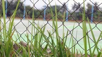 ver de un campo cubierto en plantas foto