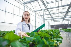 scientist working in indoor organic strawberry agriculture farm nursery plant species for medical research. photo