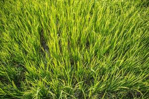 green rice field top view food agriculture in Asian countryside landscape image element background photo