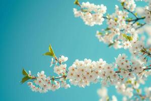 AI generated Spring banner with branches of blossoming cherry on blue sky background. Generative AI photo