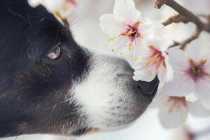 AI generated Closeup of a dog sniffing a spring blossom. Dog smelling flower. Generative AI photo