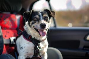 ai generado perro en coche usa perro asiento cinturón y aprovechar. mascota la seguridad concepto. generativo ai foto