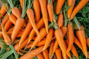 AI generated Texture background of fresh large organic orange carrots. Generative AI photo