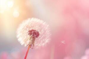 AI generated Dandelion on soft pastel background. Closeup of dandelion in morning sunlight. Generative AI photo