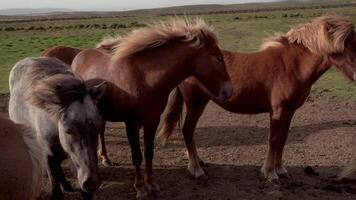 IJslands paard in de veld- van toneel- natuur landschap van IJsland. de IJslands paard is een ras van paard plaatselijk ontwikkelde in IJsland. 4k video