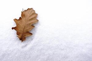 soltero marrón hoja en blanco Fresco nieve en el invierno foto