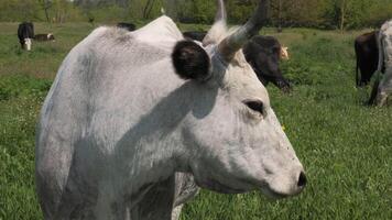 le vache est pâturage dans le pâturage. tête de une vache fermer. video