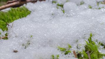 Macro time-lapse shot of shiny particles of melting snow and open green grass and leaf. Change of season from winter to spring in the forest. video