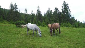 caballos alimentación apagado césped a tierras altas pastar. Doméstico granja equino mamíferos pasto en verde campos. video