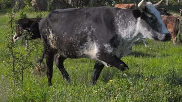 vacas pacer en un granja pasto en verano. grande vacas comer césped en el prado video