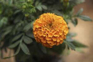 Ogange tagetes erecta, Giant-scabious photo