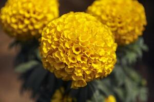 Dark yellow tagetes erecta, Giant-scabious photo