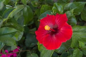 hawaiano hibisco, hibisco rosa-sinensis, ojos carmesí malvavisco foto