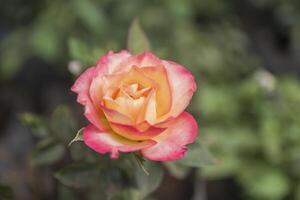 Rosa spp, Rose, Bengal rose photo