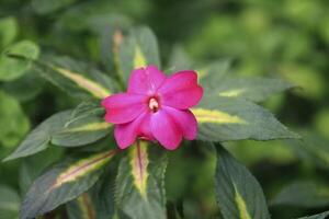 Impatiens hawkeri, Busy lizzy, Balsam photo