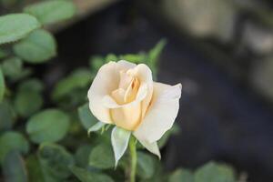 Light Yellow Rose, Bengal rose, Rosa spp photo
