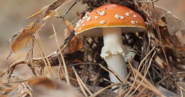 Red fly agaric in the forest close-up. Fly agaric in a coniferous forest photo