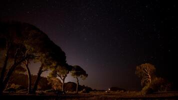 Stars in night sky over the pine trees photo