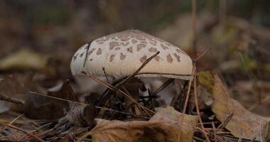 The parasol mushroom in the forest in autumn season. Macrolepiota procera, Close-up photo