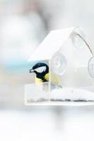 paro tiene semillas en un transparente alimentador, en invierno, lado vista. pájaro cuidado en invierno foto