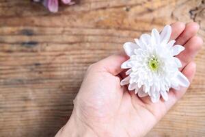 chrysanthemum bud in hands on a wooden background. Delicate frame with white flower photo