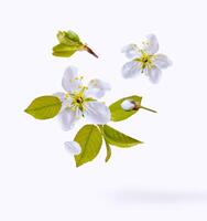 Flowering flower cherry isolated on a white background. photo