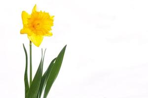 Beautiful narcissus flower isolated on white background. photo