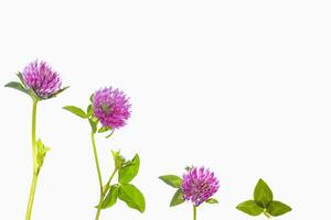 Wild red clover. Trifolium pratense. photo