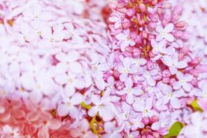 flores brillantes y coloridas lila foto