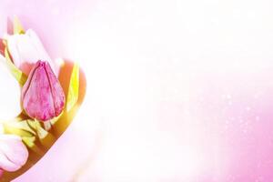 bouquet. Beautiful tulip flowers on colorful background photo