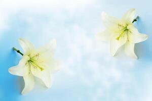 Greeting card. Beautiful spring flower white lily closeup on a light background. photo