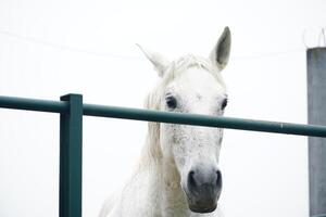 retrato de caballo blanco foto