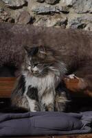 Clos eup of cat outside photo