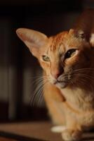 rojo oriental gato foto