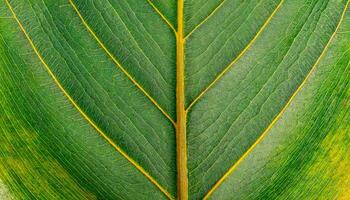 ai generado ligero verde textura de hoja con amarillo venas,generadas imagen foto