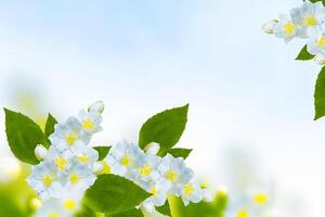 White jasmine The branch delicate spring flowers photo