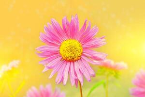 Colorful aster flowers on a background of the autumn landscape photo