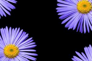 Colorful bright flower aster isolated on black background. photo