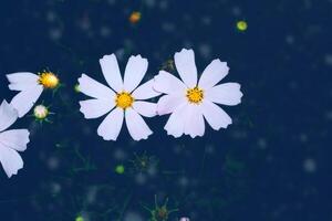 Colorful cosmos flowers on a background of summer landscape. photo