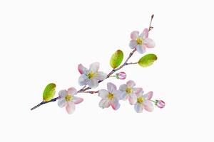 Flowering branch of apple isolated on a white background. photo