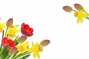 Bright colorful spring flowers of daffodils and tulips isolated on white background. photo