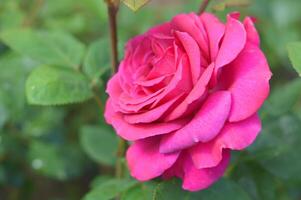 A bright pink blooming rose flower against a background of green foliage around. Beautiful summer flower. photo