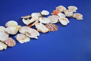 A row of white and brown seashells on a dark blue background. Marine background. Rest, travel photo